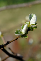 Quince blooms in spring. Shallow depth of field