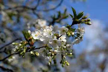 Cherry tree blossoms in spring against blue sky