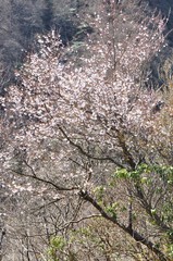 西丹沢に咲くサクラ