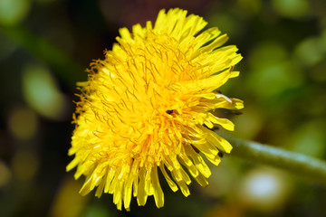 Beautiful open dandelion in a grassy field