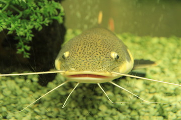 fish in aquarium