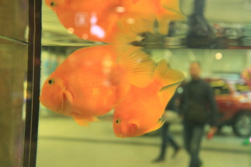 fish in aquarium