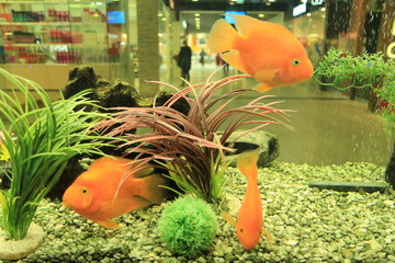 fish in aquarium