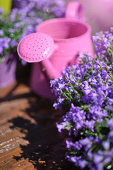 Gardening tools and spring flowers on the terrace in the garden