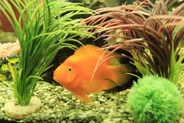 fish in aquarium