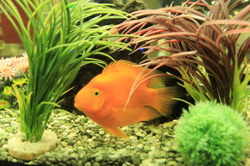 fish in aquarium