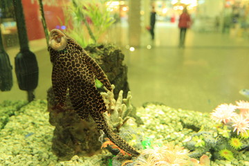 fish in aquarium