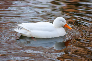 Weiße Stockente schwimmt schläfrig auf einem Teich in einem Park