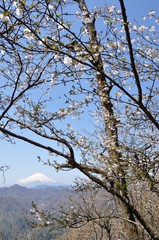 マメザクラ咲く山地より富士山