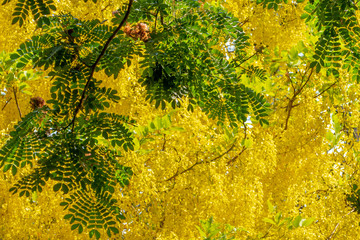 The blossom yellow Cassia Fistula trees in the afternoon with the natural sun light in the summer sky. 