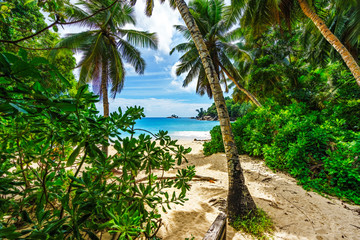 Fototapeta na wymiar tropical beach with palms,white sand,turquoise water through a clearing, seychelles
