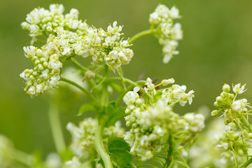 Close-up of little white wild flower on blurred background. Small GRIP