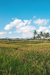 Magnificent rice fields on the background of mountains and palm trees in Bali