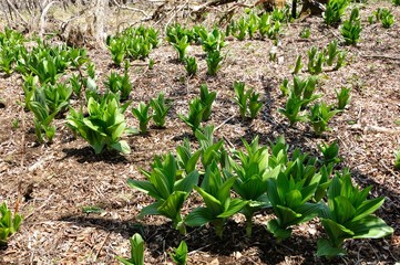 オオバイケイソウ若葉