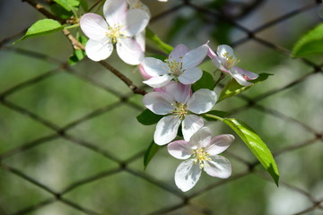 Apfelbaum Blüten auf Gartenzaun
