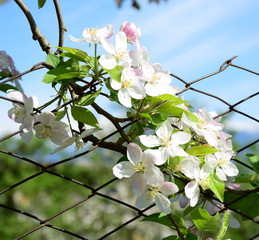 Apfelbaum Blüten auf Gartenzaun