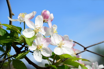 Schöne Apfelbaumblüten am Gartenzaun in der Streuobstwiese