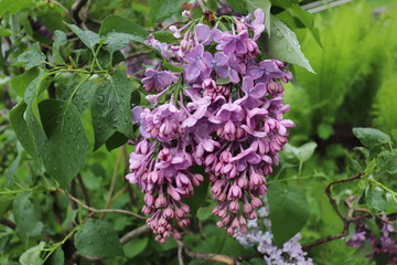 Lilac flowers in spring after the rain