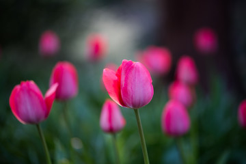pinke tulpen