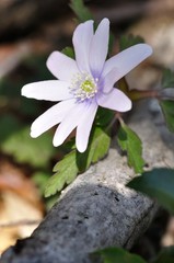 キクザキイチゲ