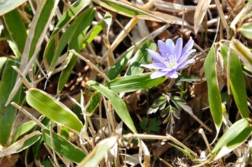 キクザキイチゲ