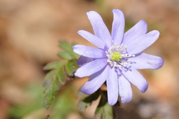 キクザキイチゲ