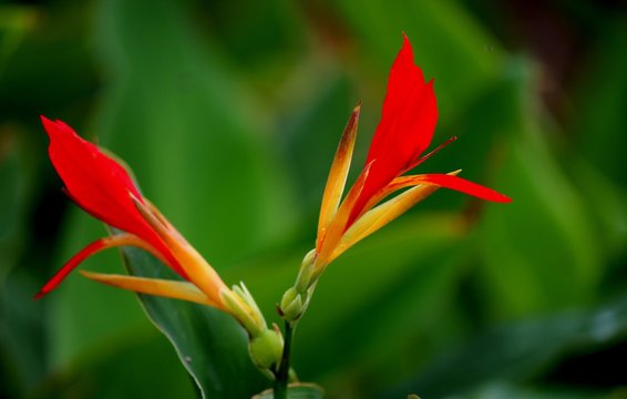 Beri Silvestre - Canna Limbata  