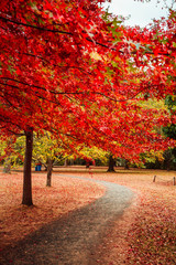 Naklejka premium Beautiful Trees in Autumn Lining Streets in Town