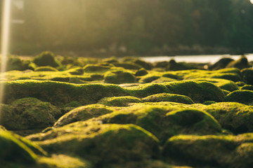 Beautiful green moss on stones near the sea