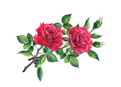 Red rose flower - stem with leaves. Watercolor