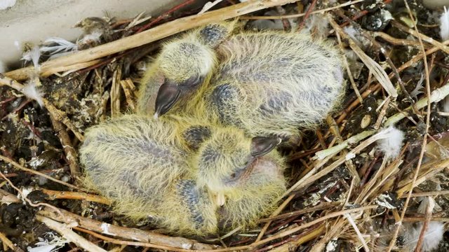 Nestling. Close-up shot of two newborn pigeon babies sitting in the nest. 4K