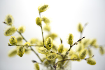 A willow bouquet in a crystal vase, white background