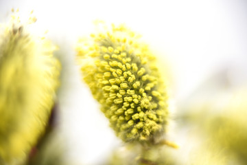 Spring willow, macro, white background