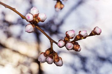 Spring. The beginning of flowering apricot. Branch with buds of apricot tree