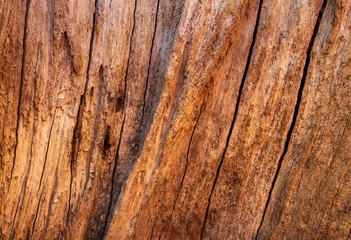 wood texture as a background for artists