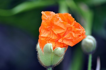 coquelicot froissé