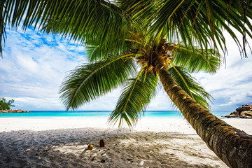 Palm tree,white sand,turquoise water at tropical beach,paradise at seychelles 5