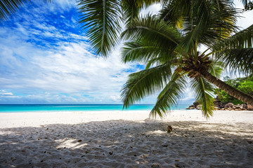 Naklejka na ściany i meble Palm tree,white sand,turquoise water at tropical beach,paradise at seychelles 1