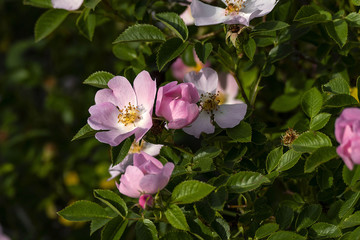 rosehip flowers blooming in spring, rosehip flowers, rosehip flower close-up,