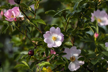 Naklejka na ściany i meble rosehip flowers blooming in spring, rosehip flowers, rosehip flower close-up,