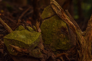 Root-Caught Rocks