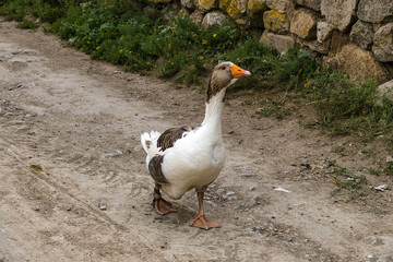 Naklejka na ściany i meble domestic goose wandering in the village,