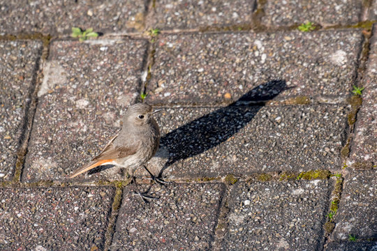 Redstart with shadow stands on a cobbled street