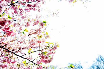 Beautiful flowering branches of Japanese cherry (Sakura)