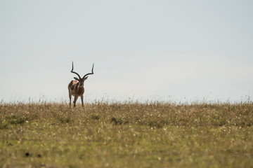 Fototapeta premium A male impala grazing in the plains of Africa inside masai mara national reserve during a wildlife safari