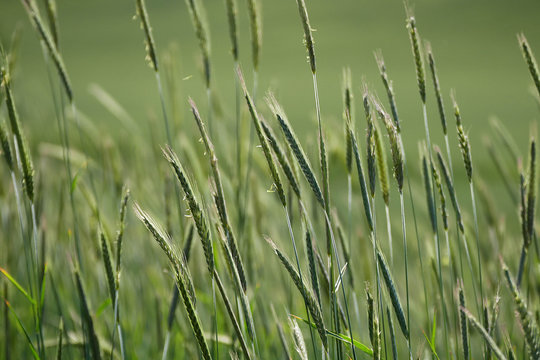 pictures of natural green rye spike in nature