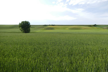wheat plant, green wheat yet unripe spike, wheat field,