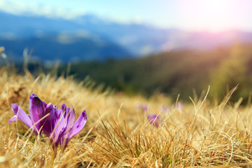 Magic pink crocuses flowers on spring mountain under sunlight. Wonderful nature Background