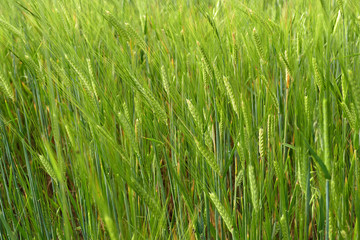 barley plant, green barley spike, barley yet unripe spike,