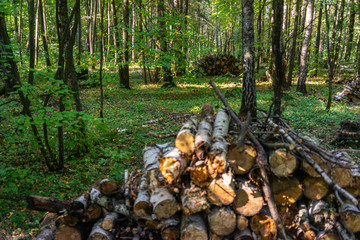 Fallen trees in the forest park 